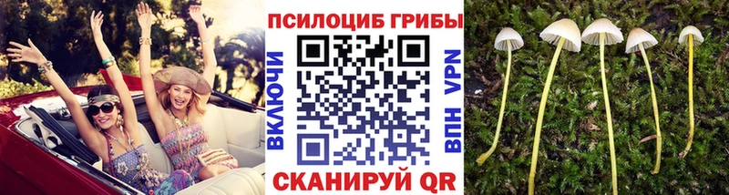 Галлюциногенные грибы прущие грибы купить закладку Павлово